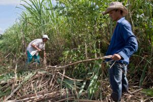 Two workers on a Fairtrade sugar plantation cutting sugar cane